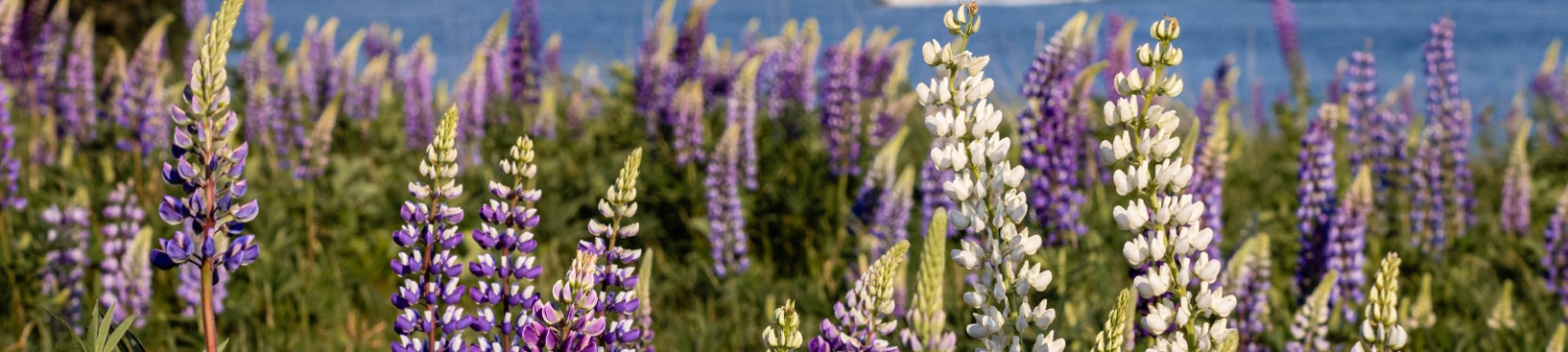Close up of Maine Wild Lupine flowers.